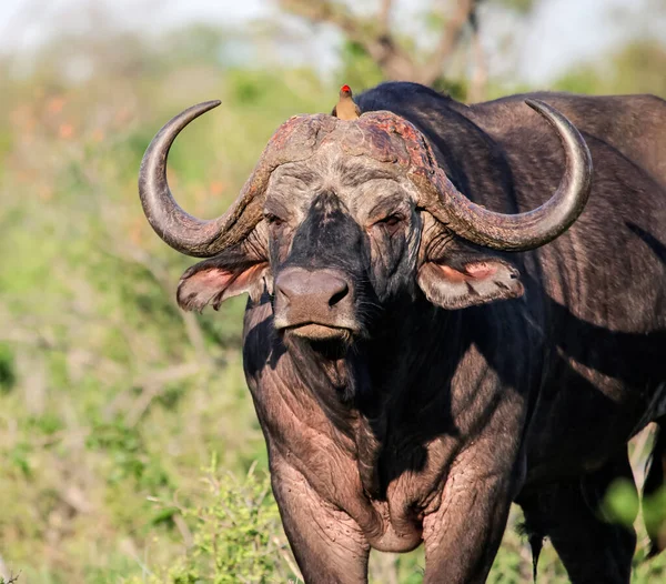 Old Wild Bull African Buffalo Large Horns Portrait Lone Male — Stock Photo, Image