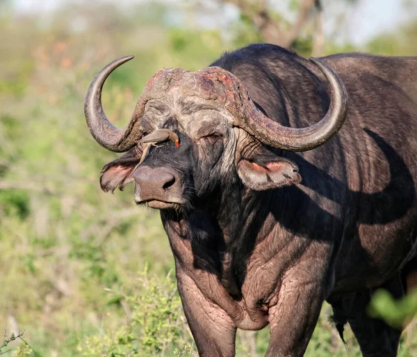 Retrato Búfalo Macho Solitario Con Lastre Hocico Viejo Toro Salvaje — Foto de Stock