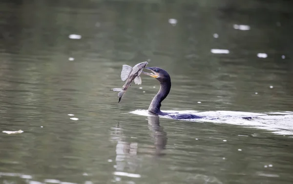 Waterfowl Bird Prey Swims Fish Its Beak Anhinga Cormorant Catfish — Stock Photo, Image