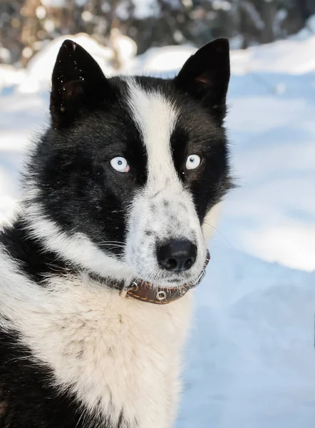 Portrait of a black and white typical Siberian hunting dog-husky with blue eyes. Native of the East Siberian taiga, the dog Laika in winter forest.