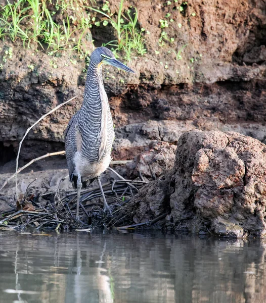 Great Blue Heron Hunts Water Edge While Standing River Bank — Stock Photo, Image