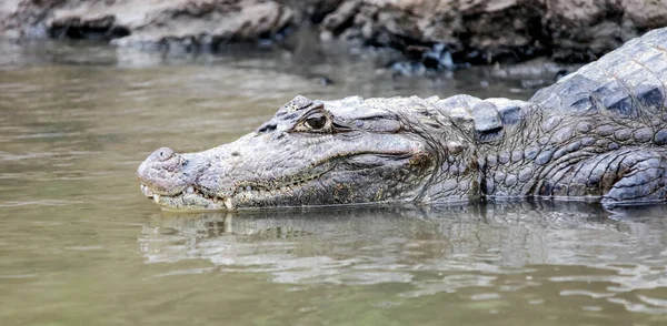 Amerikanischer Kaiman Oder Krokodilkaiman Oder Brillenkaiman Großaufnahme Wasser Der Kopf — Stockfoto