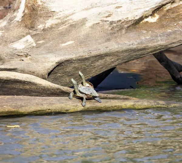 Dos Tortugas Deslizantes Salvajes Sentadas Árbol Sobre Agua Del Río —  Fotos de Stock