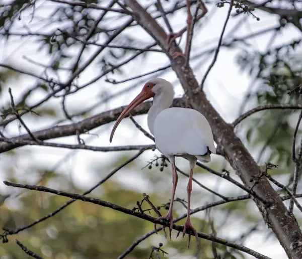 White Ibis Bird Pink Beak Blue Eyes Sits Tree Sky — Stock Photo, Image
