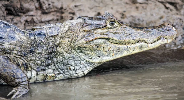 Caiman Espetacular Crocodilo Americano Close Margem Rio Jacaré Predador Gênero — Fotografia de Stock