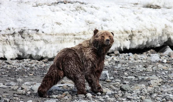 Falaise Rocheuse Bord Mer Avec Les Restes Une Soudure Glace — Photo