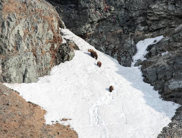 Rocky Cliff Seashore Remains Ice Solder View Rocky Edge North — Stock Photo, Image