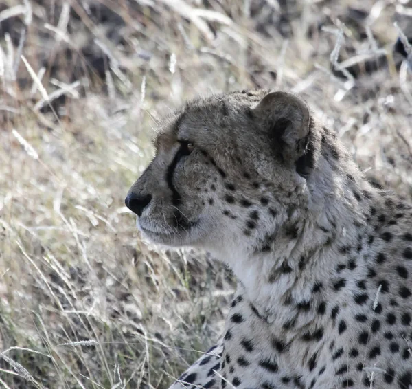 Portrait Guépard Sauvage Couché Sur Banc Repos Dans Herbe Savane — Photo