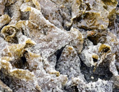 Deniz yosunu üzerindeki ringa yumurtası sahile vurmuş. Deniz yosunu yapraklarının arkaplanı ve karada balık yumurtası..  