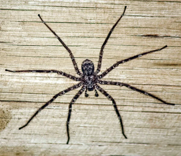 Γκρι Τριχωτή Αρπακτική Αράχνη Στο Φόντο Ενός Ξύλινου Τοίχου Μίμηση — Φωτογραφία Αρχείου