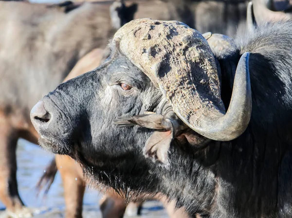 Búfalo Selvagem Num Buraco Rega Vista Lateral Cabeça Macho Touro — Fotografia de Stock