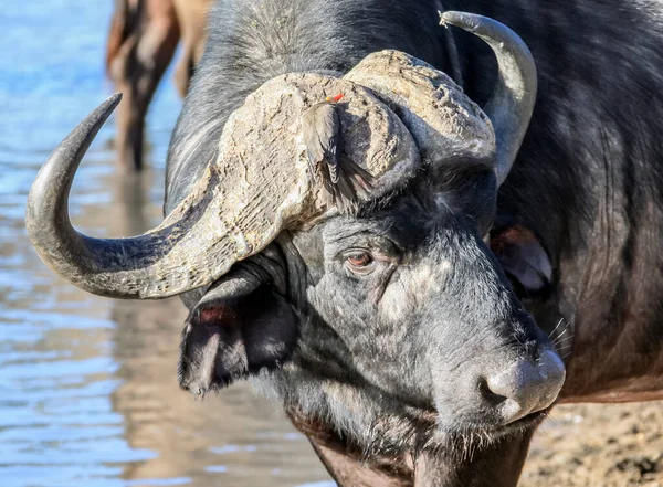 Vad Bölény Bika Egy Itatóban Kilátás Fejre Szarvakkal Felülről Egy — Stock Fotó