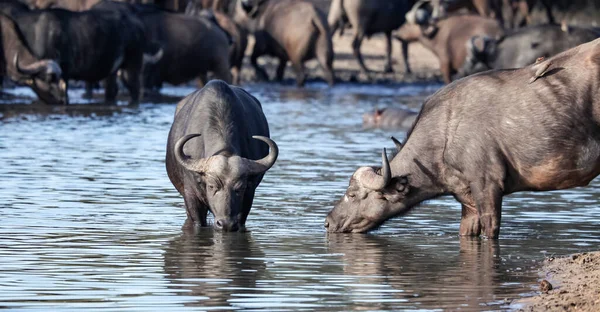 Wild African buffaloes drink water from the lake at dawn. A young bull and a Buffalo cow stand in the water at the morning watering hole.