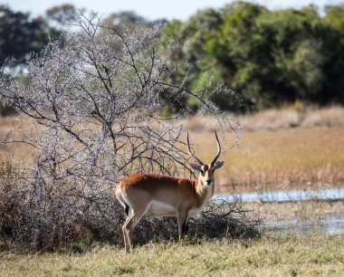 Kırmızı lychee antilobu bataklığın kıyısındaki dikenli bir çalılığın altında duruyor. Genç bir erkek kırmızı liçi, su kenarında bir akasya çalısının arka planında maskelenir..