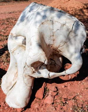 Kaçak avcılar tarafından öldürülen bir filin kafatası yerde yatıyor. Afrika çalılarının kırmızı toprağının arka planında bir Afrika filinin üst çenesi.. 