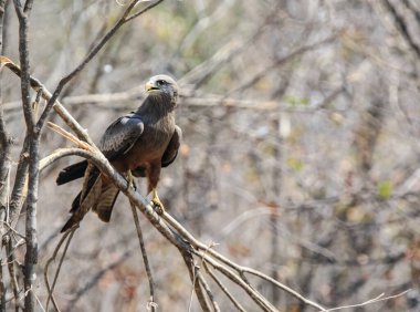 Sarı gagalı uçurtma, dalda oturan yırtıcı bir Afrika kuşu. Sarı gagalı yılan (