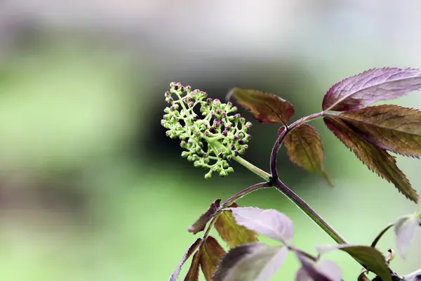 Inflorescence of   shrub of red elderberry or Sambcus racemsa with unopened flowers. The buds of the wild elderberry, which is gaining color, are bushy or ordinary in spring.