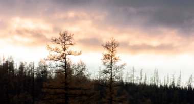 Güneş batarken yanan tayganın üzerinde göksel manzaranın rahatsız edici renkleri. Karaçam taygasının üzerinde alevler içinde akşam bulutları.. 