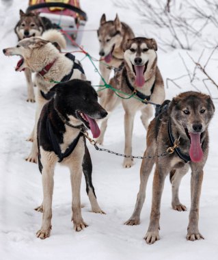 Aborijin kızak köpekleri takımı yarış pistinde dinleniyor. Kızak köpekleri yarı melezler güzergahta birlikte çalışmak üzere eğitilir..  