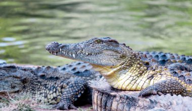 Nil Timsahı su yüzeyinin arka planına karşı kıyıda yatar. Yırtıcı bir sürüngen timsahın başı.. 