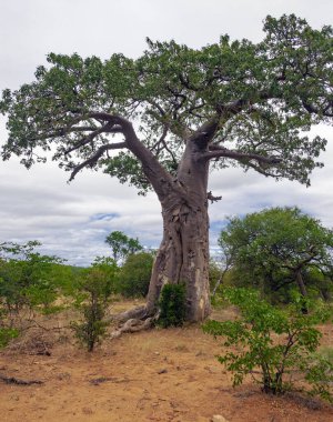 Afrika savanasında yetişen Baobab 'ın taç ve gövdesinin profili. Tipik bir baobab ağacı, Güney Afrika 'nın çalılıklarında gri gökyüzüne karşı.. 
