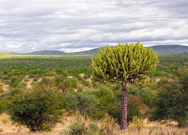 Perfil Copa Euforbia Candelabro Que Crece Sabana Africana Típico Árbol —  Fotos de Stock