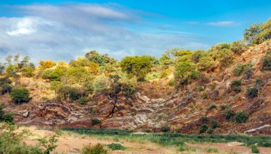 Kuru nehir yatağının kıyısında volkanik çıkıntılarla jeolojik çıkıntılar. Limpopo Nehri 'nin taşkın ovasındaki kayalık kıyılara fosilleşmiş volkanik lav çizimi.. 