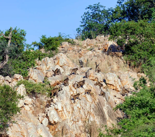 Grupo Babuínos Chashma Mover Longo Encosta Montanha Rochosa Manada Macacos — Fotografia de Stock