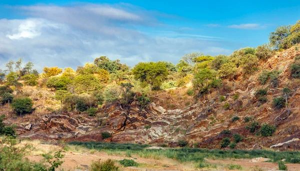 Kuru nehir yatağının kıyısında volkanik çıkıntılarla jeolojik çıkıntılar. Limpopo Nehri 'nin taşkın ovasındaki kayalık kıyılara fosilleşmiş volkanik lav çizimi.. 