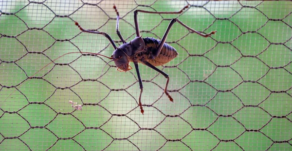 Large Dangerous African Armored Grasshopper Sits Window Protective Screen Venomous — Stock Photo, Image