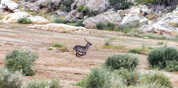Waterbuck Antelope Runs Dry Sandy Riverbed Male Waterbok Kobus Ellipsiprymnus — Stock Photo, Image