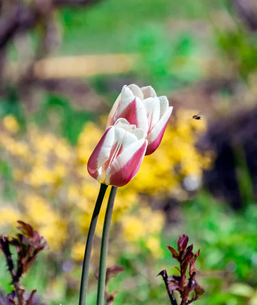 Dwa Kwitnące Tulipany Kroplami Rosy Latającą Pszczołą Pąki Tulipanów Ogrodowych — Zdjęcie stockowe