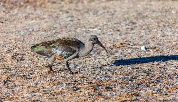 秋の芝生の上を歩く壮大なイビスやハゲワシの鳥の散歩や餌 ハゲダッシュまたはボストリキアハゲダッシュは イビスカシ科のアフリカ鳥です — ストック写真