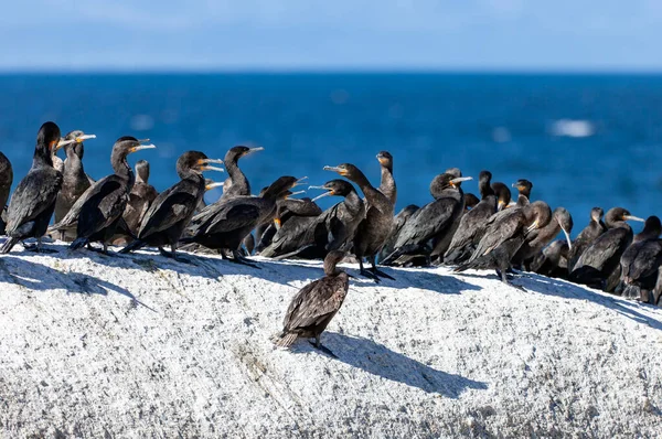 Skupina Mořských Kormoránů Sedí Plochém Útesu Pozadí Moře Kolonie Potápěčského — Stock fotografie