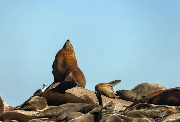 Foca Cabo Macho Dominante Está Deitado Sobre Rochas Foca Pele — Fotografia de Stock