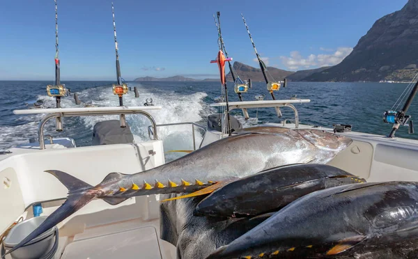 Tuna Fish Lie Deck Yacht Sea Fishing Three Carcasses Yellowfin — Stock Photo, Image