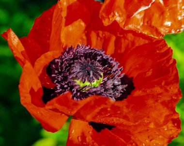 Çiçek açan kırmızı gelincik, çiy taneciklerinin üzerine düşer. Yapraklar, erkek organlar ve kırmızı bir bahçe çiçeğinin çiçekleri ve su damlaları. 