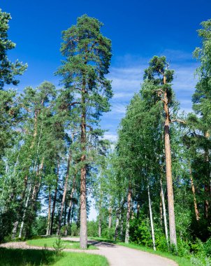 Açık yaz gününde çam ormanlarında yol. Güneşli bir günde uzun çamları ve toprak yolu olan kozalaklı bir orman.. 