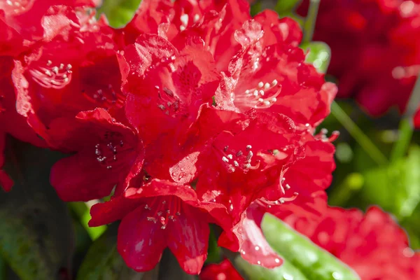 露中の常緑シャクナゲの赤い花が密接低下します 雄しべ 雌しべは緋色のシャクナゲの花を水滴で咲かせます — ストック写真