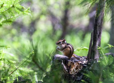 Sibirya sincabı, sincap familyasından bir sincap türü. Asyalı bir sincap sedir ağacında bir kütüğe oturur.. 
