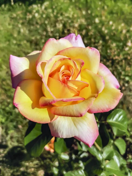 Large delicate flower of the rose Gloria Dei during the first summer flowering. Garden tea-hybrid rose variety Med Meilland, or Peace, or Gioia on  dark background of  grassy green lawn.