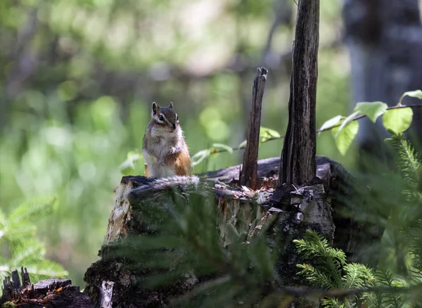 Siberian Chipmunk Younger Brother Tiger Sitting Stump Small Striped Taiga — Stock Photo, Image