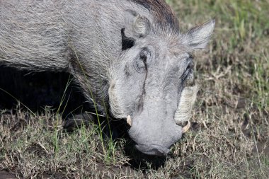 ortak warthog besleme.