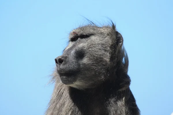 Des babouins mâles Chacma sur l'océan. Afrique du Sud — Photo
