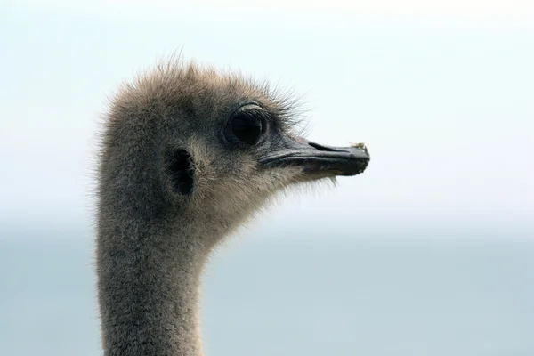 Portrait d'une autruche (Struthio camelus), Afrique du Sud — Photo