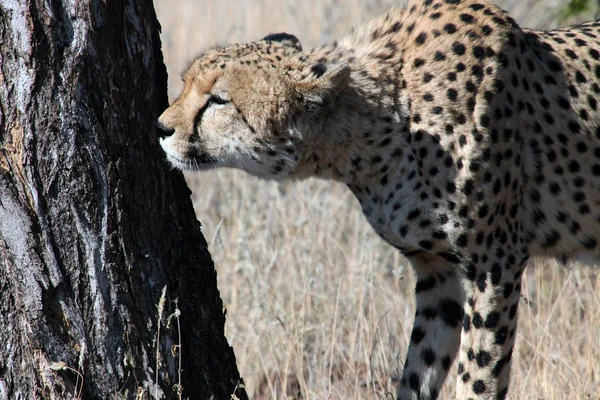 Cheetah (Acinonyx jubatus) oliendo a árbol, Kruger Park, Sudáfrica — Foto de Stock