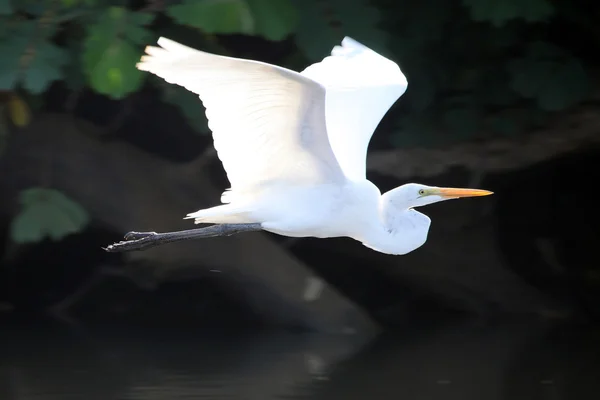 White Heron flying over the water in Costa Rica. Белая цапля летит над рекой. Коста-Рика — Stock Photo, Image