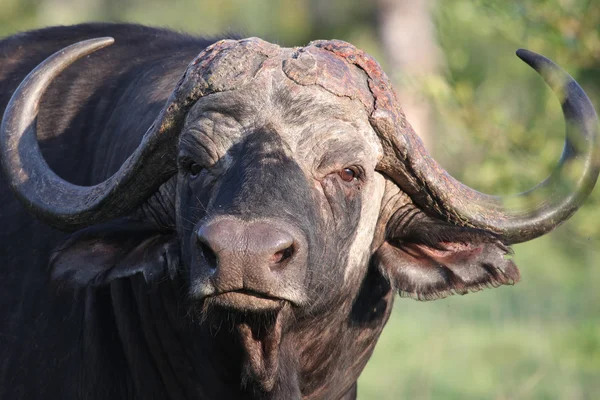 Cape Buffalo, Eastern Cape, Afryka Południowa, Bawół?? — Zdjęcie stockowe