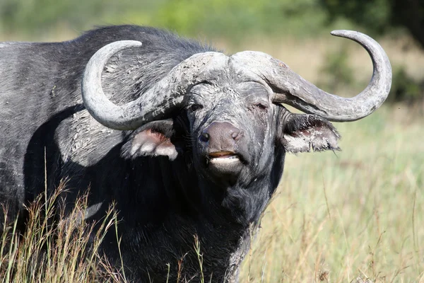 Мыс Буффало (Syncerus caffer), Восточный мыс, Южная Африка, Буэнос-Айрес — стоковое фото