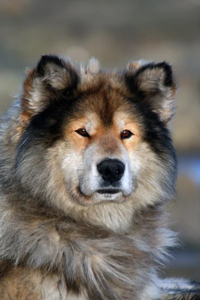 Sibirischer Jagdhund laika, Schlittenhund, Taimyr, Sibirien, Russland, Litauen, Litauen, Litauen, Litauen, Litauen — Stockfoto